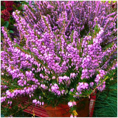 B&Q -  Heather Erica X Darleyensis 'furzey' Evergreen Garden Shrub (9Cm Pot)