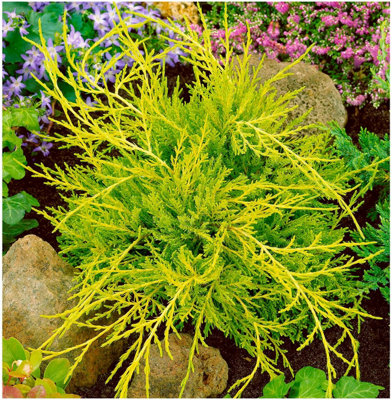 GrowOn Shrubs Dwarf Conifer Juniperus X Media 'old Gold' Evergreen Garden Shrub (2 Litre Pot) from B&Q