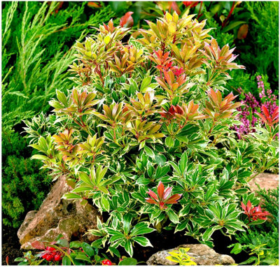 GrowOn Shrubs Pieris Japonica 'carnival' Lily Of The Valley Evergreen Garden Perennial (9Cm Pot) from B&Q
