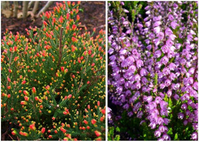 GrowOn Shrubs (X4) Scottish Heather Calluna Vulgaris 'spring Torch' Evergreen Garden Shrubs (9Cm Pots) from B&Q