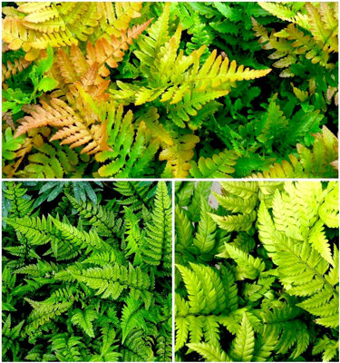 GrowOn Shrubs (X3) Dwarf Evergreen Fern Collection Evergreen Garden Plants (9Cm Pots) from B&Q
