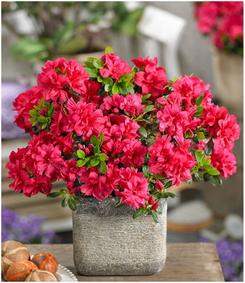 GrowOn Shrubs Dwarf Japanese Azalea Japonica 'mother's Day' Deciduous Garden Shrub (9Cm Pot) from B&Q