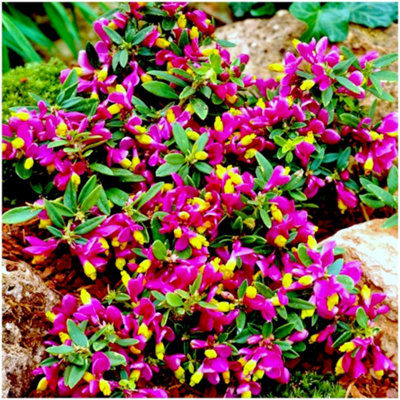 GrowOn Shrubs Polygala Chamaebuxus Grandiflora Evergreen Garden Shrub (9Cm Pot) from B&Q