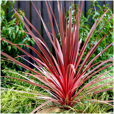 GrowOn Shrubs Cordyline 'charlie Boy' Palm Tree Evergreen Garden Plant (9Cm Pot) from B&Q