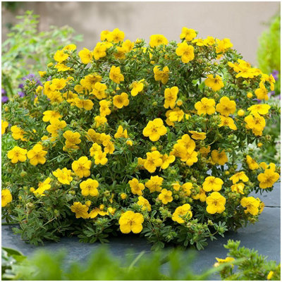 GrowOn Shrubs (X3) Potentilla Fruticosa 'goldstar' Deciduous Garden Shrubs (9Cm Pots) from B&Q