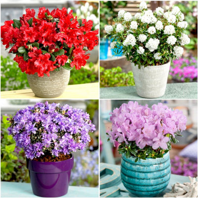 GrowOn Shrubs (X4) Dwarf Rhododendron Collection Evergreen Garden Shrubs (9Cm Pots) from B&Q