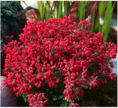 B&Q -  Bell Heather Erica Cinerea 'stephen Davis' Evergreen Garden Shrub (9Cm Pot)