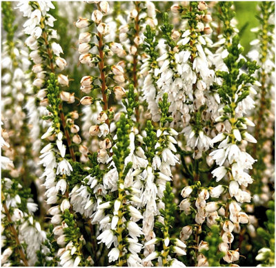 GrowOn Shrubs (X4) Scottish Heather Calluna Vulgaris 'spring Cream' Evergreen Garden Shrubs (9Cm Pots) from B&Q