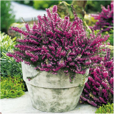B&Q -  (X4) Heather Erica X Darleyensis 'kramers Red' Evergreen Garden Shrubs (9Cm Pots)