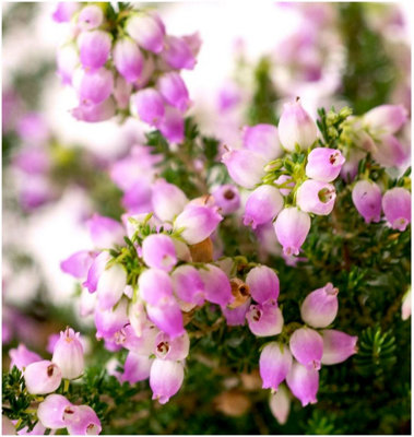 B&Q -  Bell Heather Erica Cinerea 'eden Valley' Evergreen Garden Shrub (9Cm Pot)
