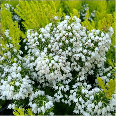 B&Q -  (X3) Heather Tree Heath Erica Arborea 'estrella Gold' Evergreen Garden Shrubs (9Cm Pots)
