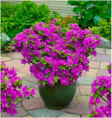 GrowOn Shrubs Dwarf Japanese Azalea Japonica 'geisha Lilac' Deciduous Garden Shrub (9Cm Pot) from B&Q