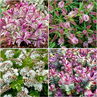 GrowOn Shrubs (X4) Hebe Collection Evergreen Garden Shrubs (9Cm Pots) from B&Q