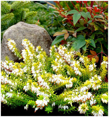 B&Q -  Heather Erica Carnea 'golden Starlet' Evergreen Garden Shrub (9Cm Pot)