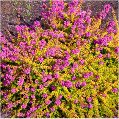 B&Q -  (X4) Bell Heather Erica Cinerea 'fiddler's Gold' Evergreen Garden Shrubs (9Cm Pots)