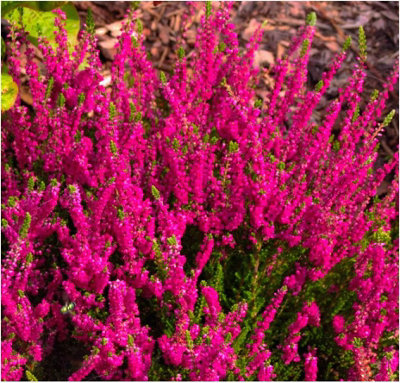 B&Q -  Scottish Heather Calluna Vulgaris 'darkness' Evergreen Garden Shrub (9Cm Pot)