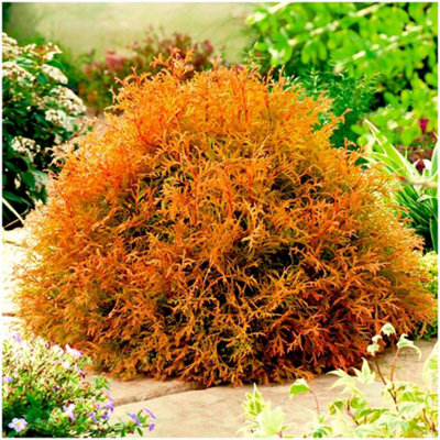 GrowOn Shrubs Dwarf Conifer Thuja Occidentalis 'rheingold' Evergreen Garden Shrub (2 Litre Pot) from B&Q