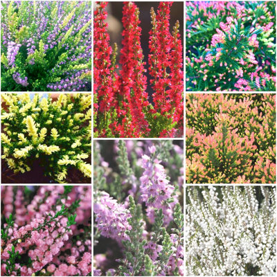 B&Q -  (X8) Scottish Heather Calluna Collection Evergreen Garden Shrubs (9Cm Pots)