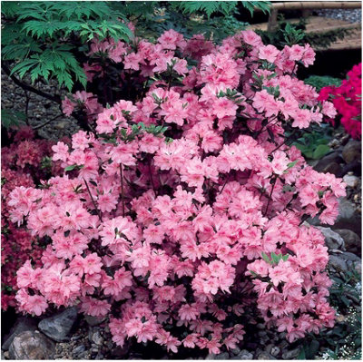 GrowOn Shrubs Dwarf Japanese Azalea Japonica 'diamant Pink' Deciduous Garden Shrub (2 Litre Pot) from B&Q