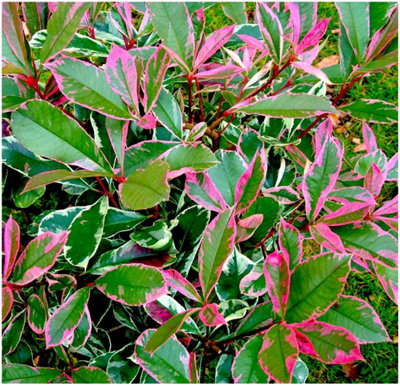 B&Q -  Photinia X Fraseri 'louise' Evergreen Garden Shrub (9Cm Pot)
