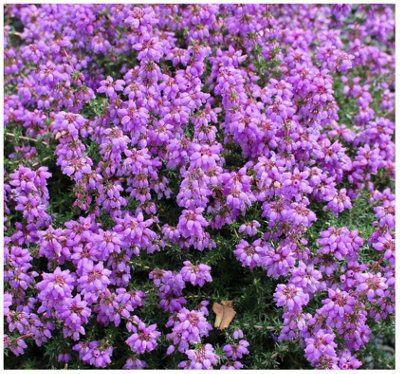 B&Q -  Bell Heather Erica Cinerea 'my Love' Evergreen Garden Shrub (9Cm Pot)
