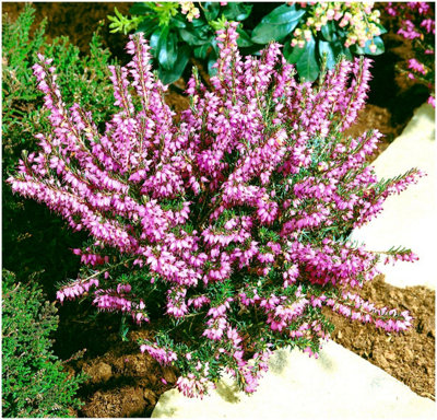 B&Q -  Heather Erica X Darleyensis 'j.w Porter' Evergreen Garden Shrub (9Cm Pot)