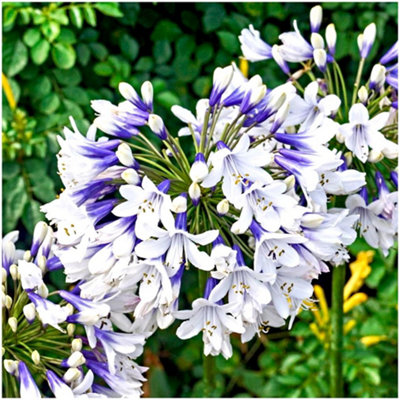 GrowOn Shrubs Agapanthus 'twister' African Lily Evergreen Garden Perennial (9Cm Pot) from B&Q