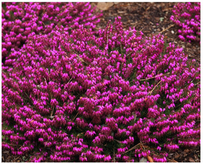 B&Q -  Heather Erica Carnea 'myretoun Ruby' Evergreen Garden Shrub (9Cm Pot)