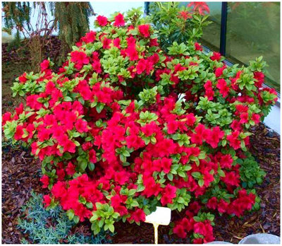 GrowOn Shrubs Dwarf Japanese Azalea Japonica 'marmot' Evergreen Garden Shrub (2 Litre Pot) from B&Q