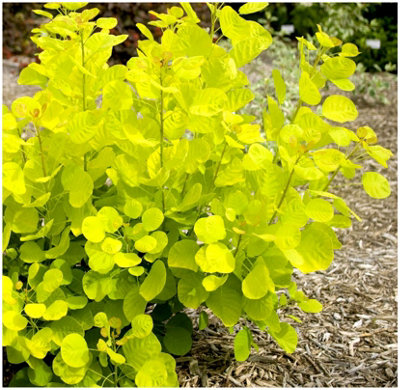 GrowOn Shrubs Smoke Tree Cotinus Coggygria 'golden Spirit' Deciduous Garden Shrub (9Cm Pot) from B&Q
