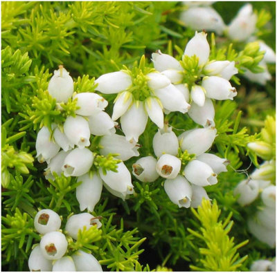 B&Q -  (X4) Bell Heather Erica Cinerea 'celebration' Evergreen Garden Shrubs (9Cm Pots)
