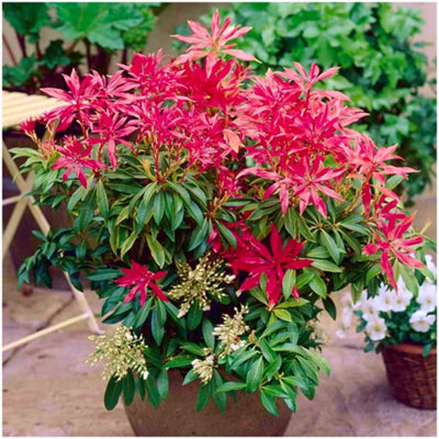 GrowOn Shrubs Pieris Japonica 'forest Flame' Evergreen Garden Shrub (2 Litre Pot) from B&Q