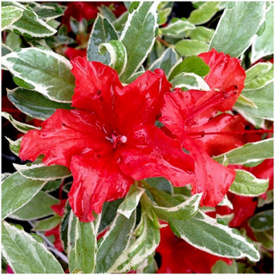 GrowOn Shrubs Dwarf Japanese Azalea Japonica Hot Shot Evergreen Garden Shrub (9Cm Pot) from B&Q