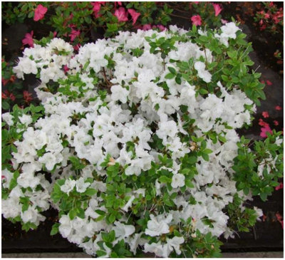 GrowOn Shrubs Dwarf Japanese Azalea Japonica 'panda' Evergreen Garden Shrub (2 Litre Pot) from B&Q