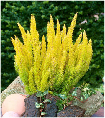 B&Q -  Heather Tree Heath Erica Arborea 'alberts Gold' Evergreen Garden Shrub (9Cm Pot)