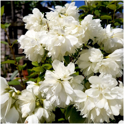 GrowOn Shrubs (X3) Mock Orange Philadelphus 'snowbelle' Deciduous Garden Shrubs (9Cm Pots) from B&Q