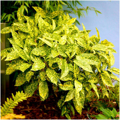 GrowOn Shrubs Japanese Laurel Aucuba Japonica 'golden Girl' Evergreen Garden Shrub (9Cm Pot) from B&Q
