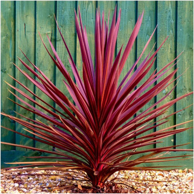 GrowOn Shrubs Cordyline Australis 'torbay Red' Cabbage Palm Tree Evergreen Garden Plant (9Cm Pot) from B&Q