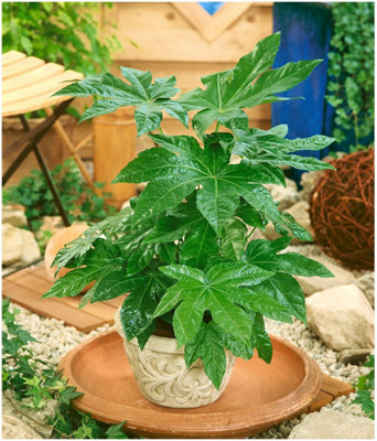 GrowOn Shrubs (X3) Fatsia 'japonica' Japanese Aralia Evergreen Garden Shrubs (9Cm Pots) from B&Q