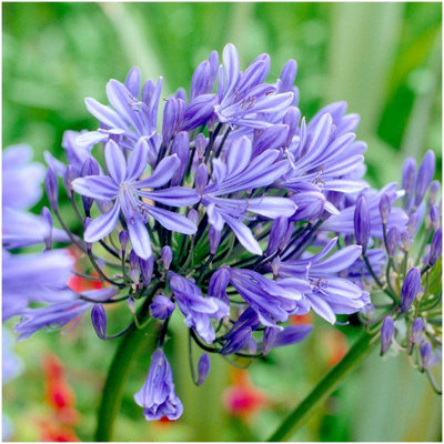 GrowOn Shrubs (X3) Agapanthus 'blue Storm' Evergreen Garden Perennials (9Cm Pots) from B&Q