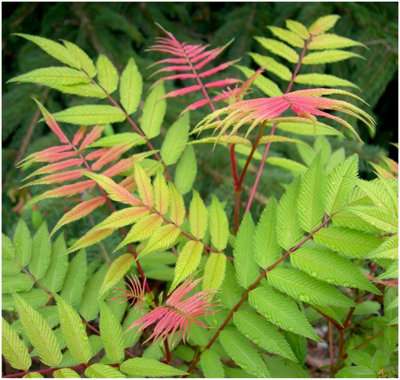 GrowOn Shrubs Sorbaria Sorbifolia 'sem' Deciduous Garden Shrub (9Cm Pot) from B&Q