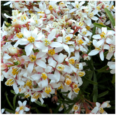 GrowOn Shrubs (X3) Choisya Mexican Orange 'white Dazzler' Evergreen Garden Shrubs (9Cm Pots) from B&Q