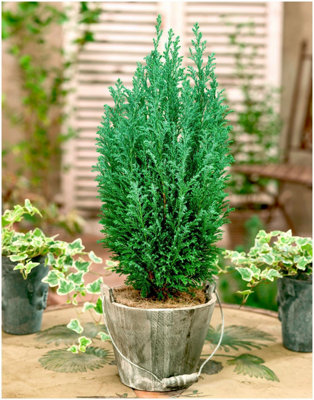 GrowOn Shrubs (X3) Dwarf Conifer Chamaecyparis Lawsoniana 'ellwoodii' Evergreen Garden Shrubs (9Cm Pots) from B&Q
