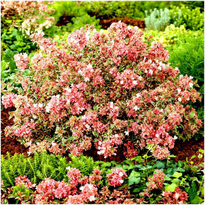 GrowOn Shrubs (X3) Dwarf Abelia Grandiflora 'magic Daydream' Evergreen Garden Shrubs (9Cm Pots) from B&Q