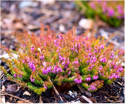 B&Q -  (X4) Heather Erica Carnea 'ann Sparkes' Evergreen Garden Shrubs (9Cm Pots)