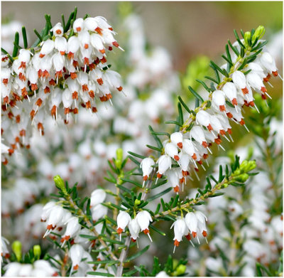 B&Q -  Heather Erica Carnea 'springwood White' Evergreen Garden Shrub (9Cm Pot)