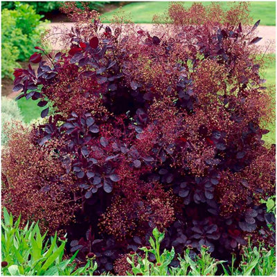 GrowOn Shrubs Smoke Tree Cotinus Coggygria 'royal Purple' Deciduous Garden Shrub (9Cm Pot) from B&Q