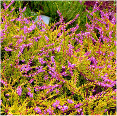 B&Q -  Scottish Heather Calluna Vulgaris 'sunrise' Evergreen Garden Shrub (9Cm Pot)