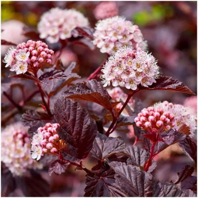 GrowOn Shrubs (X3) Ninebark Physocarpus Opulifolius 'lady In Red' Deciduous Garden Shrubs (9Cm Pots) from B&Q