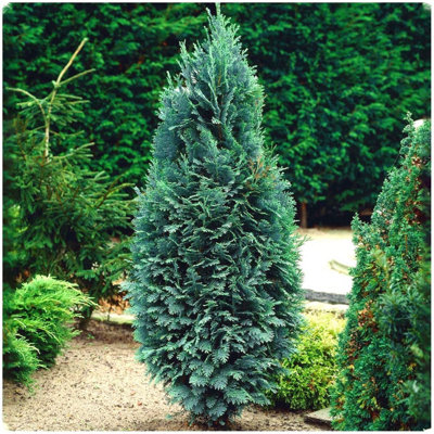 GrowOn Shrubs Dwarf Conifer Chamaecyparis Lawsoniana 'chilworth Silver' Evergreen Garden Shrub (2 Litre Pot) from B&Q